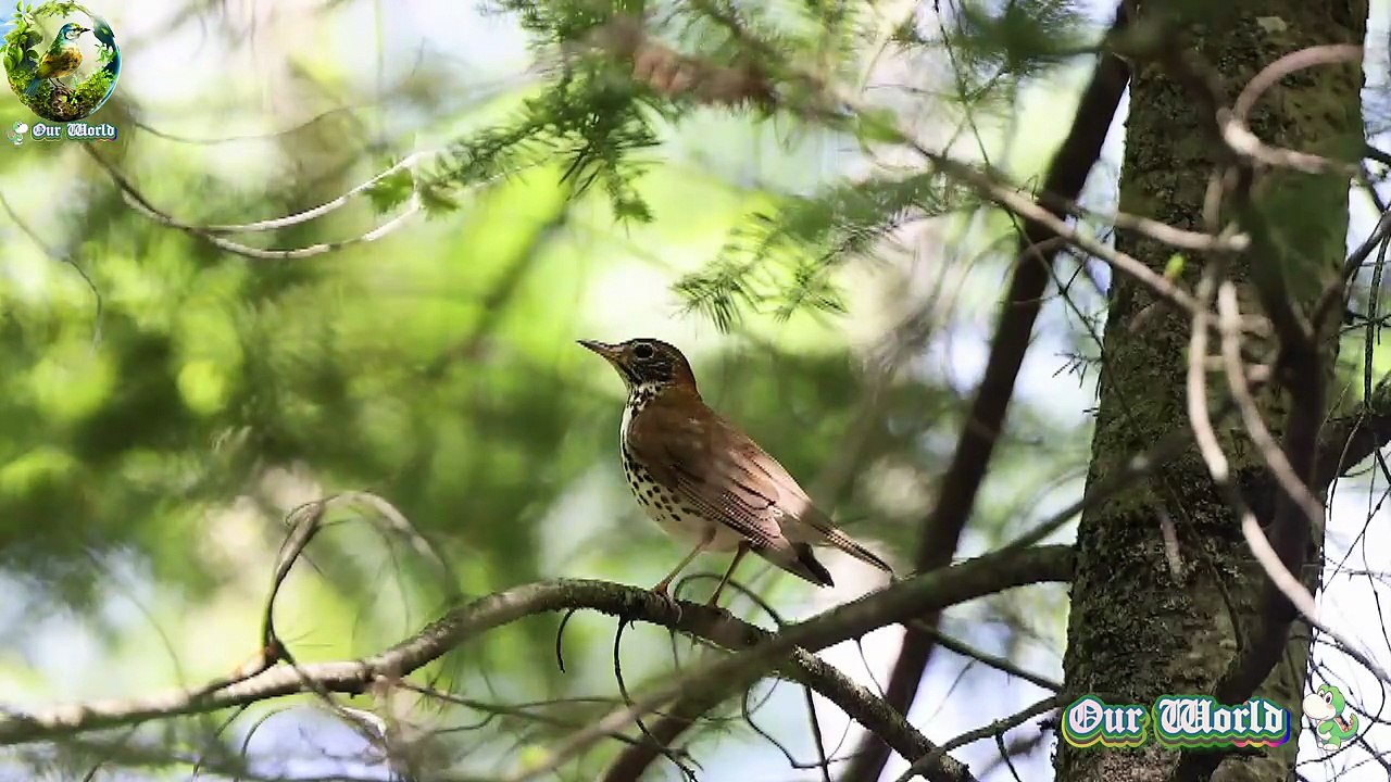 Wood Thrush - Hylocichla mustelina 05