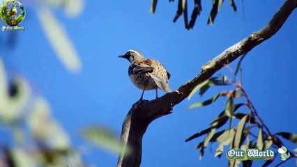 Spotted Quail-thrush - Cinclosoma punctatum
