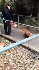 Red Panda tries to look threatening.