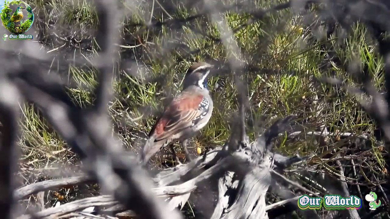 Copperback Quail-thrush - Cinclosoma clarum