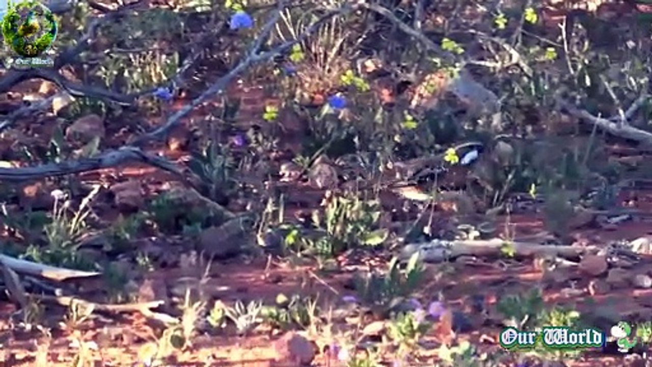 Chestnut-breasted Quail-thrush - Cinclosoma castaneothorax