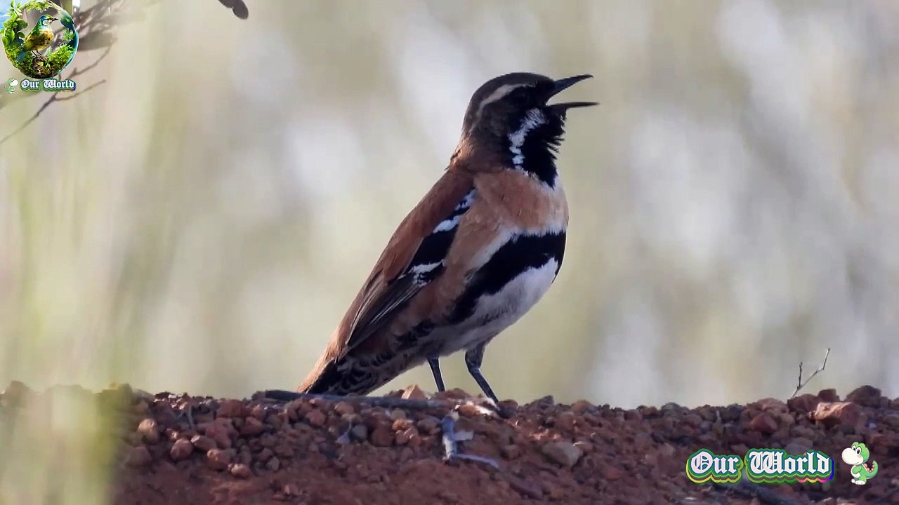 Western Quail-thrush - Cinclosoma marginatum