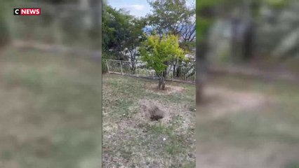 L'olivier planté en hommage à Ilan Halimi arraché à Menton