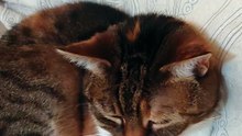 Wake Up Human! It Is Friday! #shorts #goodmorning #cat #funny #funnycats #cute #viralcats #fyp