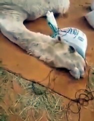 بالفيديو والصور صدمة لما حدث للناقة خزامة صاحبة الـ35 مليون ريال