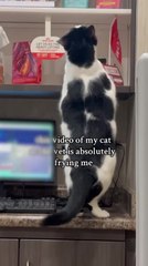 Playful Cat Loses Balance and Falls Down From Counter While Chasing Treats