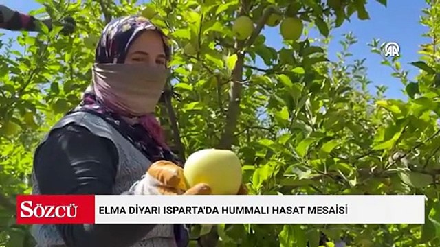 1 ay sürecek hasat başladı: 50 çeşit var, üretimde lider