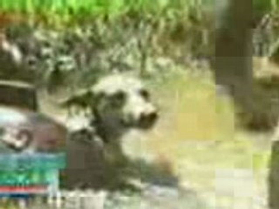 Anaconda bouffe chien