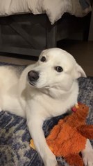 Dog Doesn't Let Anyone Touch His Favourite Toy