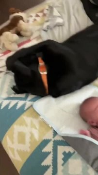 Labrador Covers Ears While Lying Next To Crying Baby