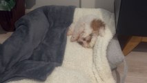 Puppy chooses corner of bed to sleep and looks adorable
