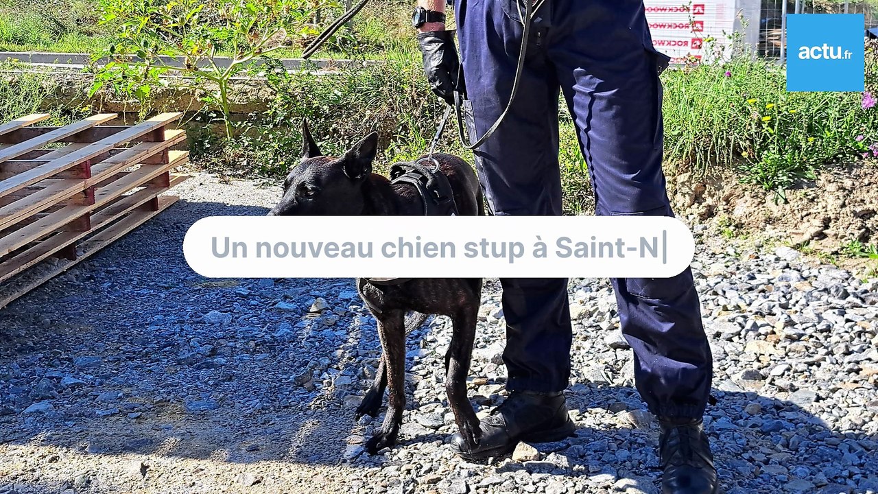 Un chien stup à Saint-Nazaire