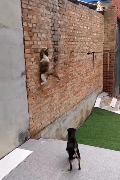 cute animals 🐱cute pets #viral #cat #pets