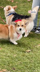 Bêtisier Woofest Paris 2025 - Part 1