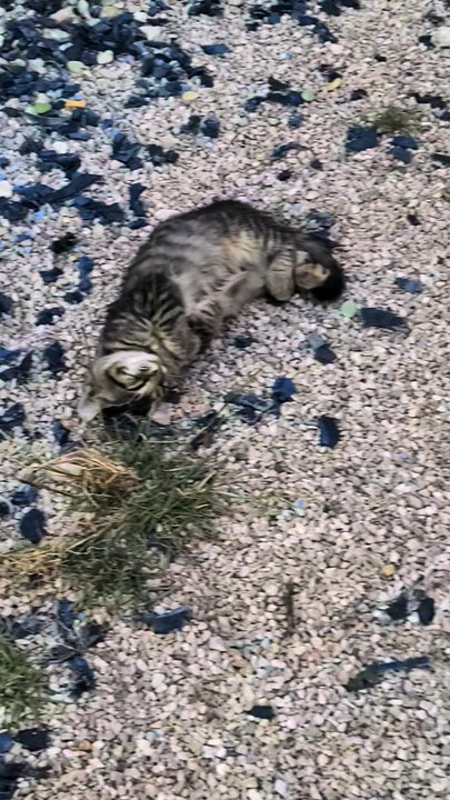 Feral cats bring kittens. Siberian cat brought kittens