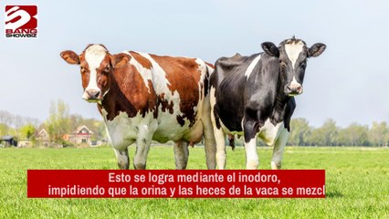 Las vacas en Suiza tienen su propio baño