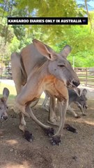 Kangaroo diaries only in Australia 🇦🇺