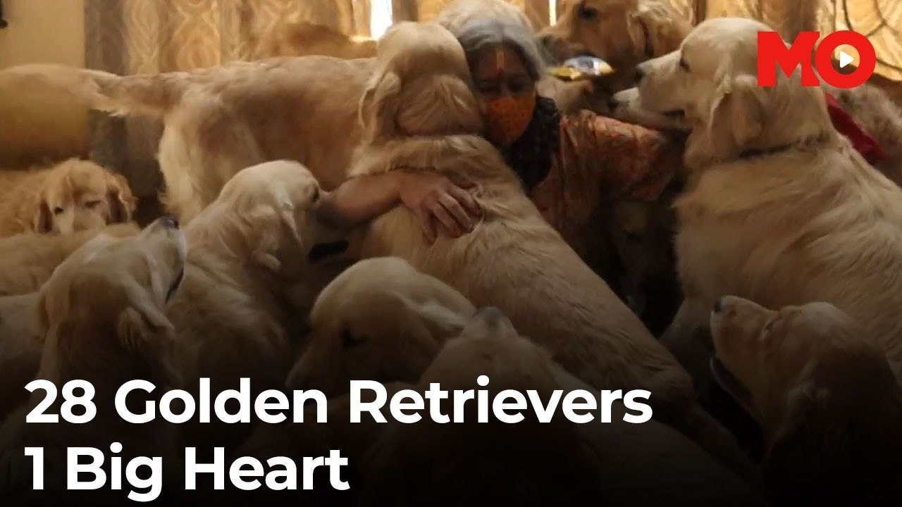 Bengaluru woman walks with 28 Golden Retrievers – A story of love & healing