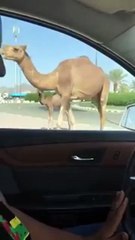 بالفيديو ناقة وصغيرها يتجولان داخل الحرم الجامعي بجامعة ام القرى