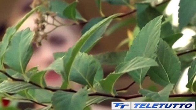 Video News - Dodicenne adescata via social, venticinquenne nei guai