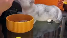Cute Animals | Part 14 | حيوانات لطيفة | AS Nagra