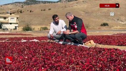 Kilis'te toplanan biberler kurutulup işlenerek meşhur pul biber haline getiriliyor