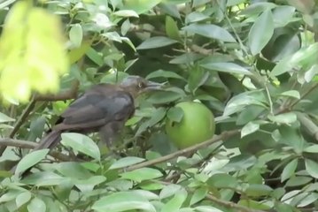 Naturaleza en Yucatán: captan a un pájaro k'a'aw  bebiendo jugo directamente de una fruta