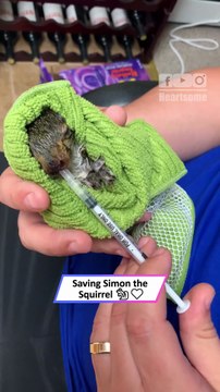 Rescued Baby Squirrel Heals After Injury | Simon’s Heartwarming Journey|| Heartsome 💖