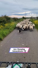 Hero Sheepdog Saves the Herd | Jess the Super-Efficient Farm Pup|| Heartsome 💖