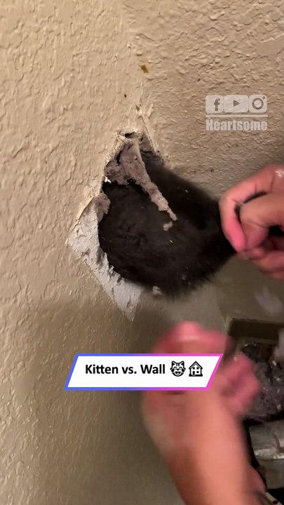 Kitten Stuck in Wall Rescued | Heartwarming Rescue & Adorable Kitty Moments|| Heartsome 💖