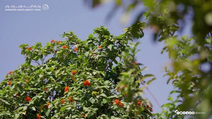 UAE President meets Yemeni PM
