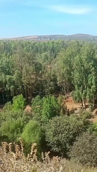 وحش الغابة