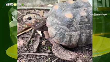 ¡25 años en cautiverio! Entregan voluntariamente una iguana y tortugas morrocoy