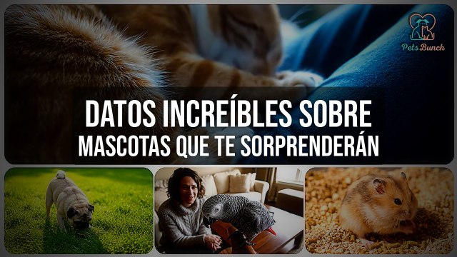 Datos Increíbles de Mascotas que Te Sorprenderán | Curiosidades Animales