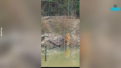 Cub Falls off Mum in Adorable Tiger Moment