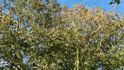 Crawfordsburn storm Belfast News Letter