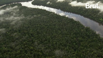 Un monde sans arbre, ça ressemblerait à quoi ?