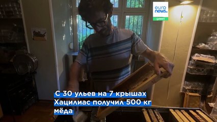 Ульи на афинских крышах: городское пчеловодство набирает обороты