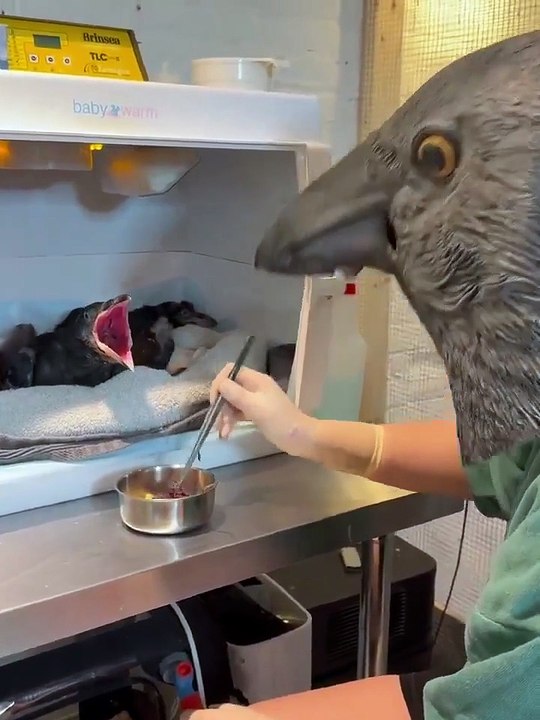 Voici comment nourrir les corbeaux orphelins pour les garder sauvages ; ils ne s’attacheront pas aux humains avant leur sortie en grand.