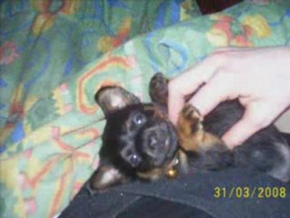 1 tite cloche kinaï ne soneras plus