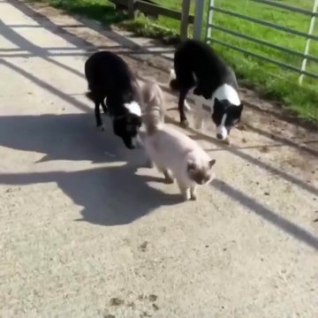 Ces potes sont gardiens ou harceleurs, vraiment.