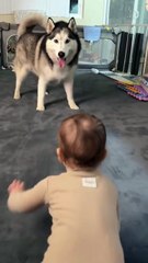 Bébé vs Husky : le duel de câlins.