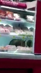 بالفيديو قطة تقتحم احدى محلات الشهيرة للحوم بالطائف وتأكل من اللحوم المعروضة للزبائن