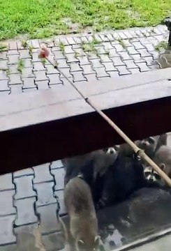 Le blanc a besoin de lunettes, c’est clair.