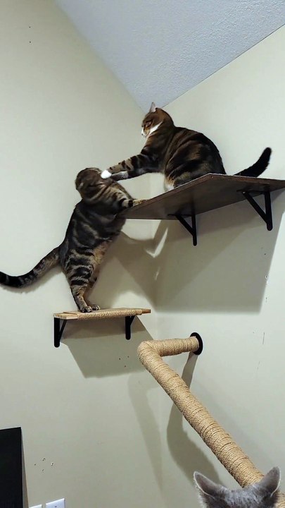 **Frères et sœurs, toujours duo.**