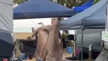 Kangaroos fighting in Australia while I’m camping