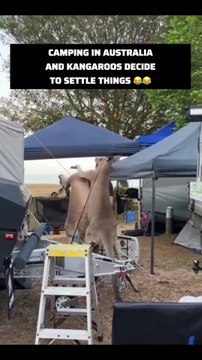 Kangaroos fighting in Australia while I’m camping