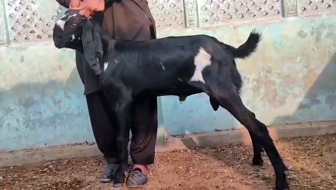 Amritsari Beetal Goat for Sale/Healthy, Active