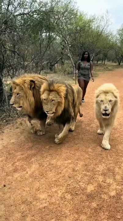 Incredible Footage of a Woman Casually Walking Three Massive Male Lions