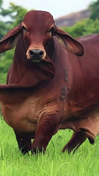 Majestic Red Brahman Bull